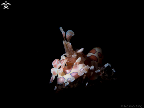 A Harlequin Shrimp