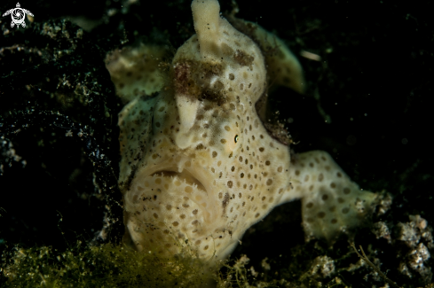 A Painted frogfish