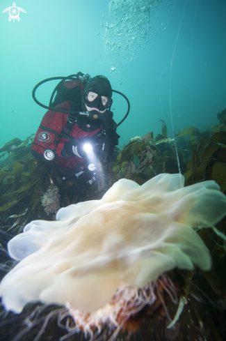 A Lions mane jelly