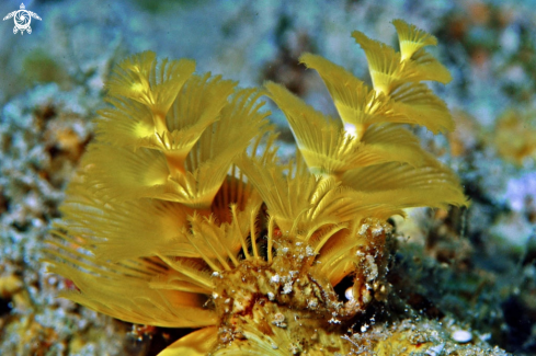 A christmas tree worm