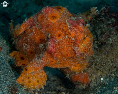 A Antennarius pictus | Painted frogfish