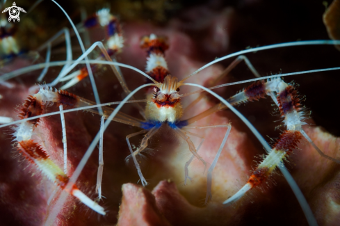 A Shrimp | ARTHROPODS