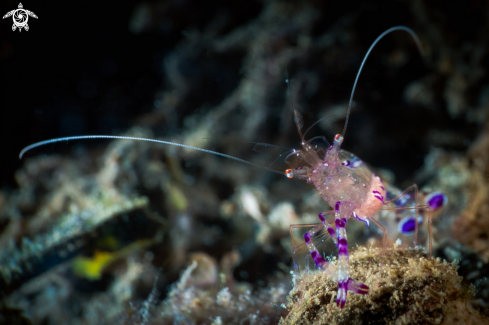 A Shrimp | ARTHROPODS