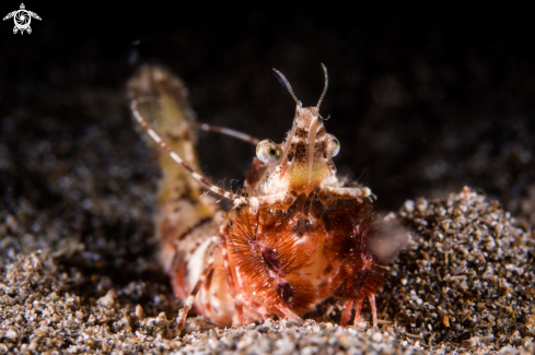 A Shrimp | ARTHROPODS