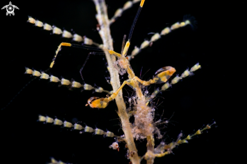 A Shrimp | ARTHROPODS