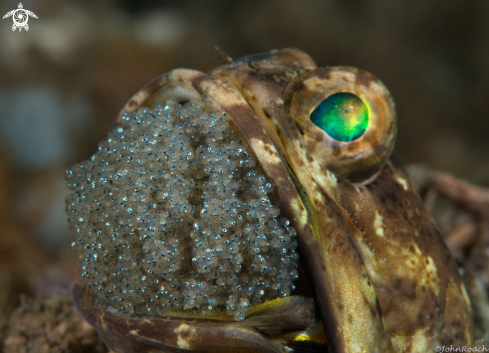 A Banded Jawfish