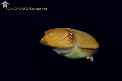 A Baby cuttlefish