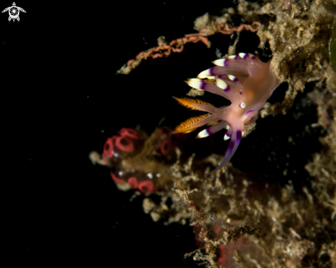 A Flabellina exoptata | Flabellina exoptata