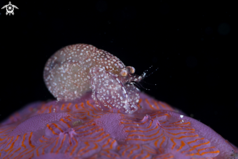 A Pistol Snapping Shrimp