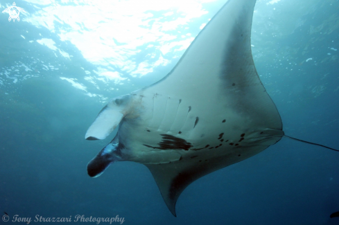 A Manta alfredi | Manta Ray