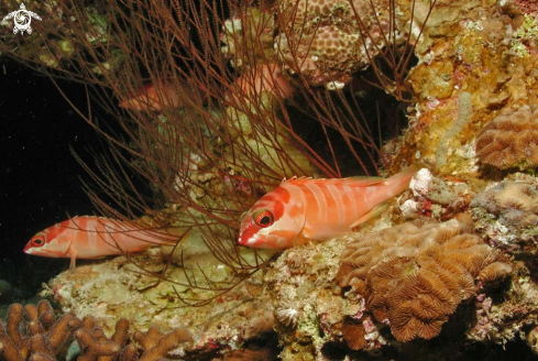 A reef fish