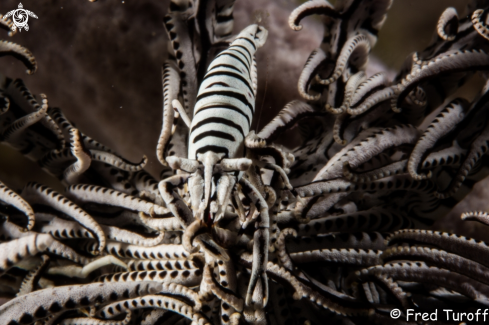 A Crinoid shrimp