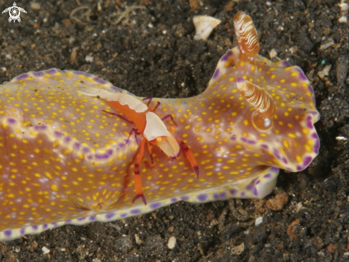 A periclemes sp | Emperor shrimp