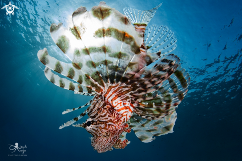 A Pterois miles | Lionfish