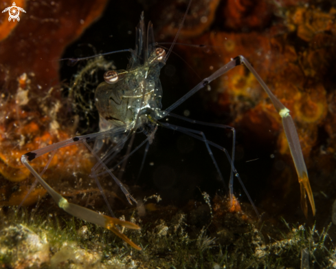 A Cuapetes grandis | Caupetes shrimp