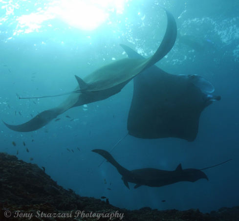 A Manta alfredi | Reef Manta