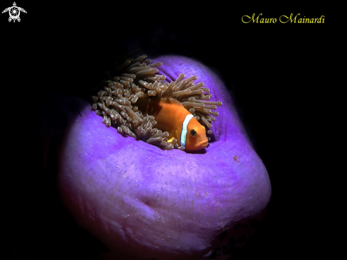 A Anemone and clownfish