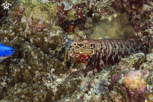 A Peacock Mantis Shrimp