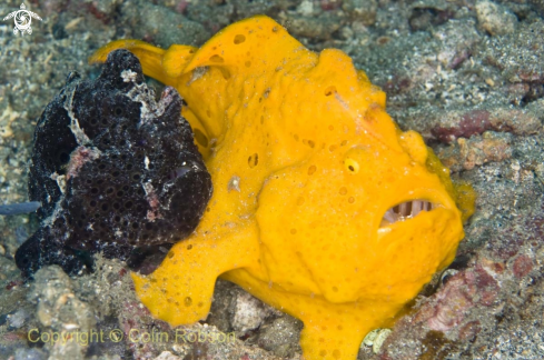 A Frog Fish