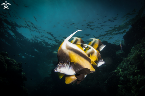 A Butterfly Fish