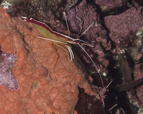 A White-banded Cleaner Shrimp