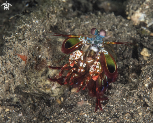 A Peacock Mantis Shrimp 