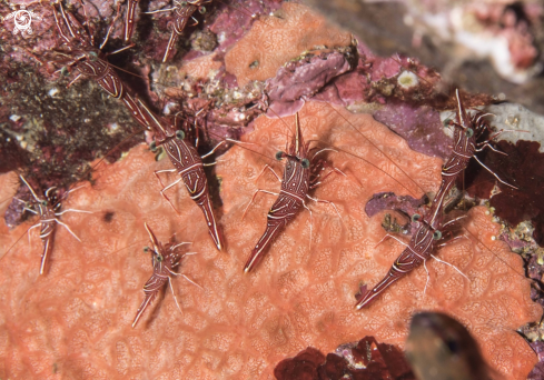 A Dancing Shrimp