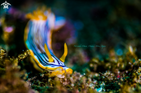 A Chromodoris burni Rudman, 1982 | nudibranch