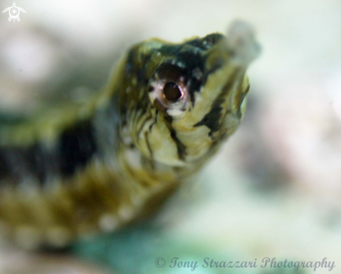 A Filicampus tigris | Tiger Pipefish