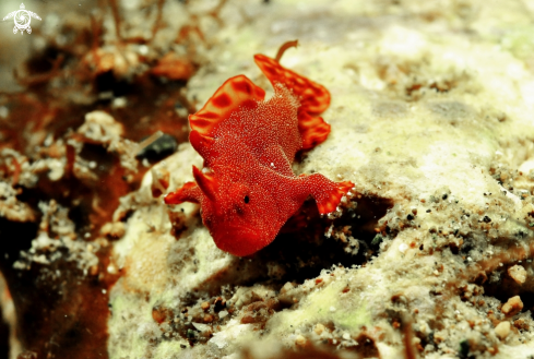 A juvenile frog fish