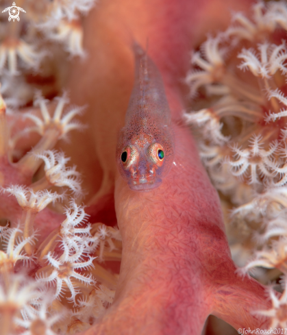 A Pleurosicya  mossambica | Ghost Goby