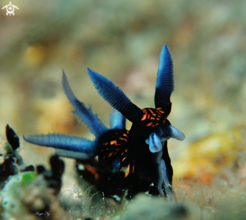 A Redcoat Squirrelfish