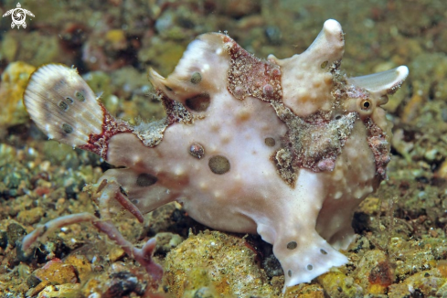 A Antennariidae | frogfish