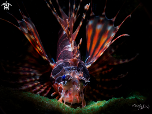 A Lion Fish 