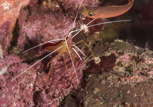 A White-banded Cleaner Shrimp