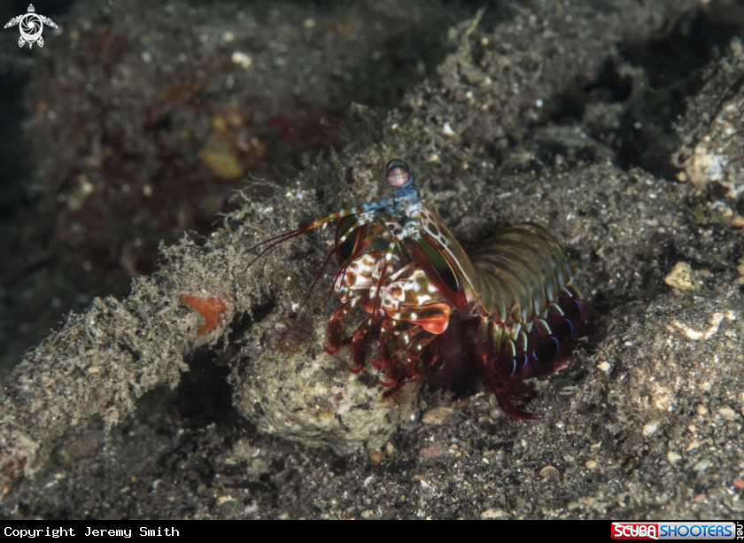 A Peacock Mantis Shrimp, 