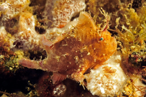 A frogfish