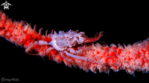 A Whip Coral Spider Crab : Xenocarcinus Tuberculatus