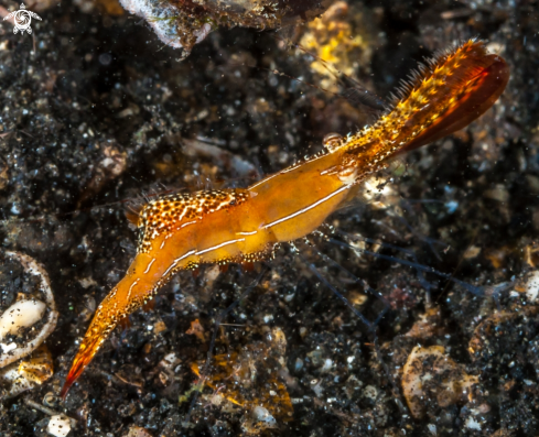 A Donald Duck Shrimp