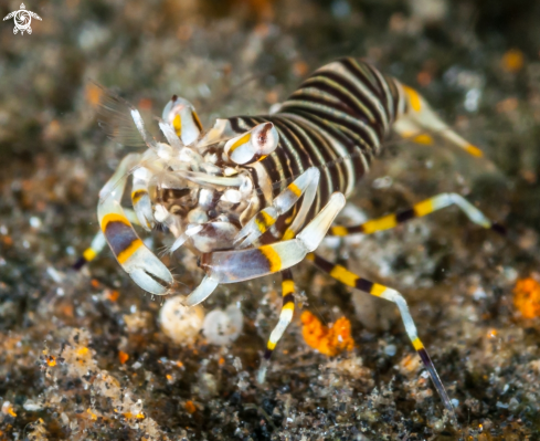 A Bubble Bee Shrimp