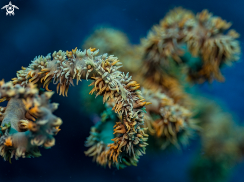 A Pontonides sp. | Wire Coral Shrimp