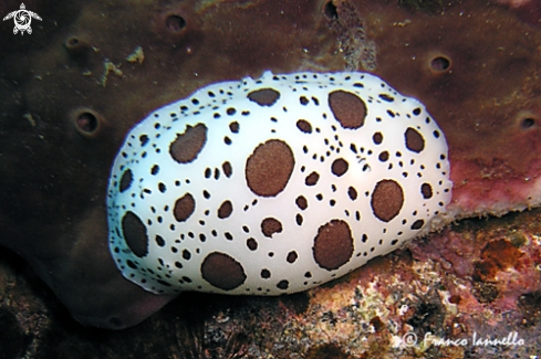 A Discodoris atromaculata | Vacchetta di mare