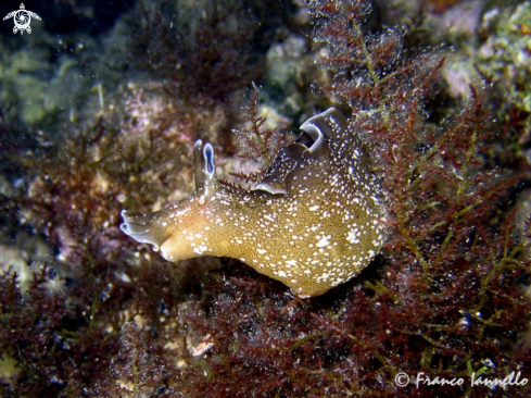 A Nudibranco