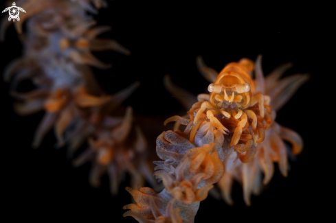 A Whip Coral Shrimp