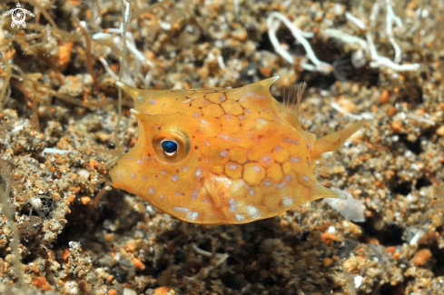 A juvenile box fish