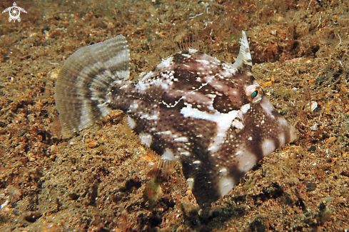 A reef fish