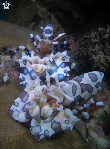 A Harlequin shrimps