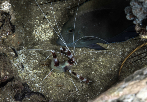 A Stenopus hispidus | Banded Coral Shrimp