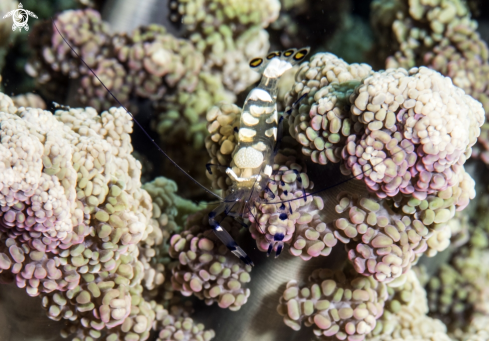 A Peacock-Tail Anemone Shrimp