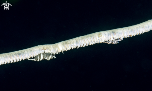 A Dasycaris zanzibarica | Zanzibar Whip Coral Shrimp